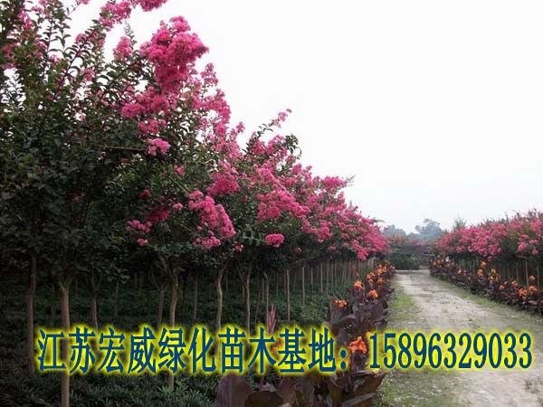 往年11月16日登封紫薇城房价解析，最新售价与走势回顾