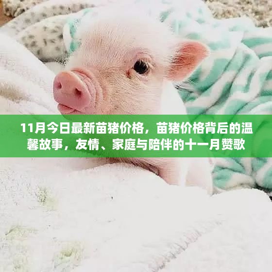 苗猪价格背后的故事，友情、家庭与陪伴的十一月赞歌