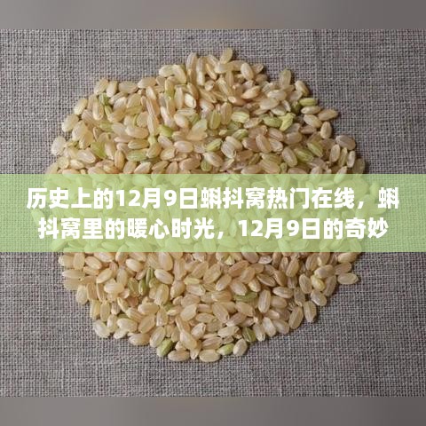 蝌抖窝热门在线，暖心时光里的奇妙日常——纪念历史上的十二月九日