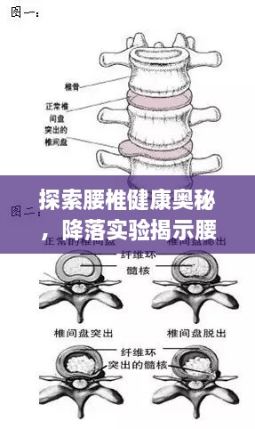 探索腰椎健康奥秘，降落实验揭示腰椎新视角