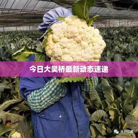 今日大吴桥最新动态速递