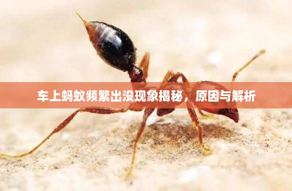 车上蚂蚁频繁出没现象揭秘，原因与解析