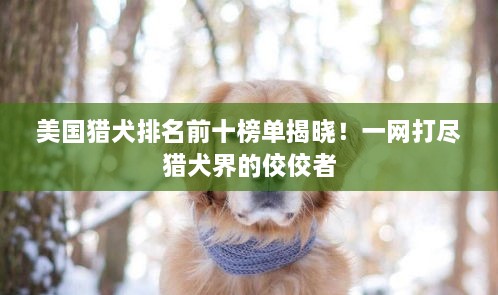 美国猎犬排名前十榜单揭晓！一网打尽猎犬界的佼佼者