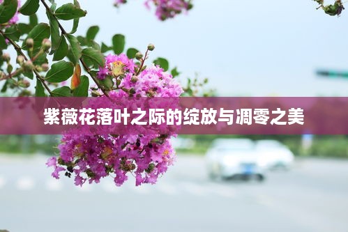 紫薇花落叶之际的绽放与凋零之美
