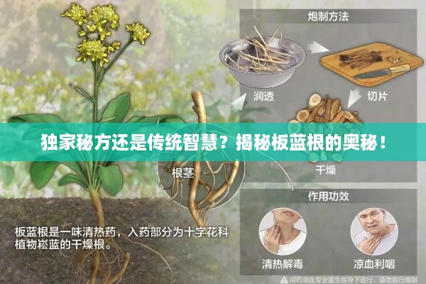 独家秘方还是传统智慧？揭秘板蓝根的奥秘！